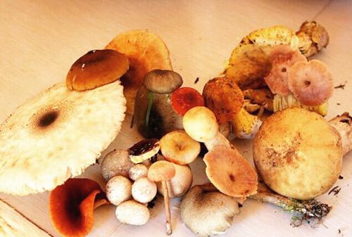 蘑菇炖羊肉.jpg